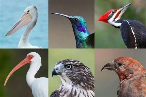 different types of bird beaks|Beak Variations: Exploring the Diverse Types of Bird Beaks.